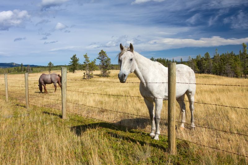 Local Livestock Fencing Installation in San Jacinto, CA