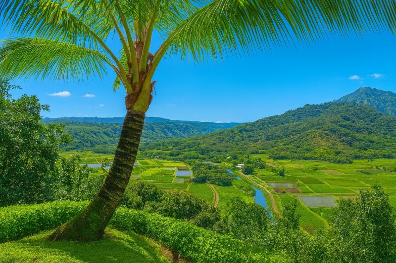 Local Mesh Pool Fence Construction in Princeville, HI