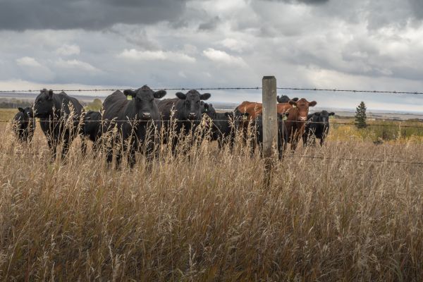 Livestock Fencing Service