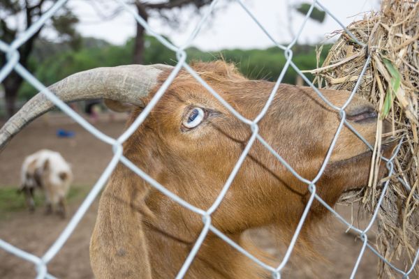 Goat Fence Installation Service
