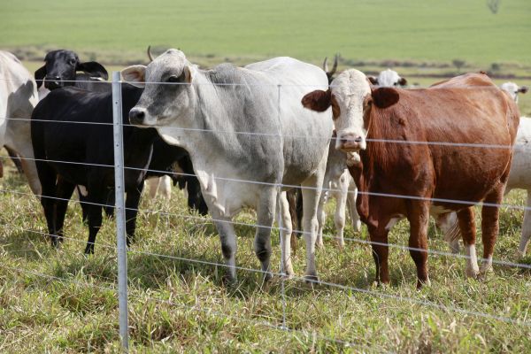 Livestock Fencing Installation Service