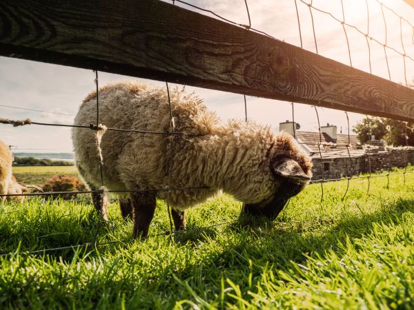 Sheep Fence Installation Service
